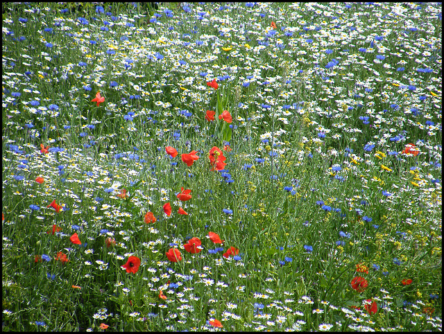 nature's red, white and blue