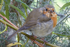 The Deerhide Robin