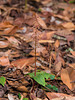 Neottia bifolia (Southern Twayblade orchid)