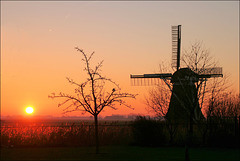 Hoeksmeer  en Meervogel