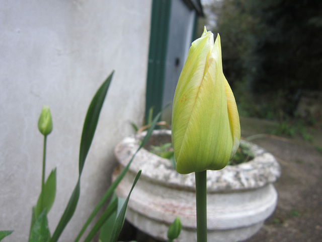 New yellow tulip about to bloom
