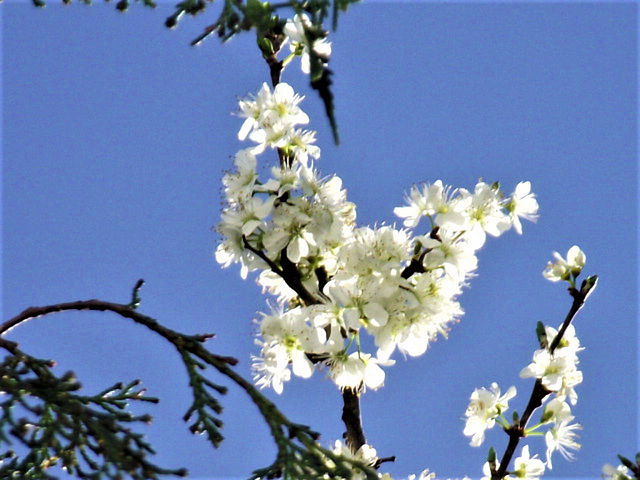 Gorgeous damson cherry blossom