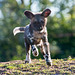 painted dog