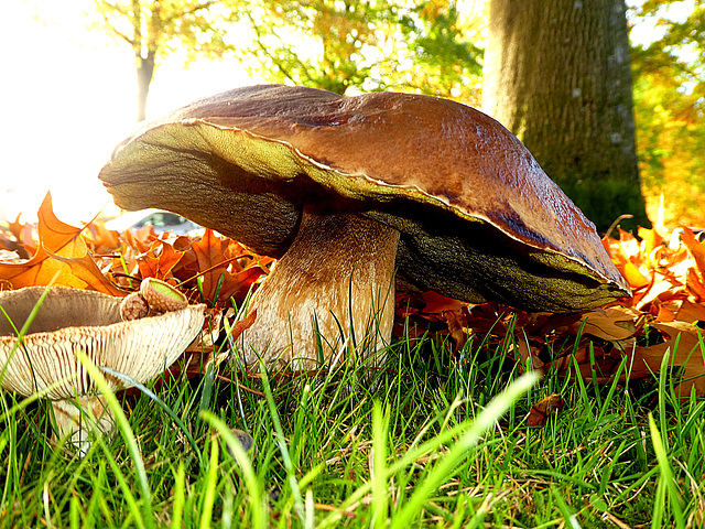 Boletus