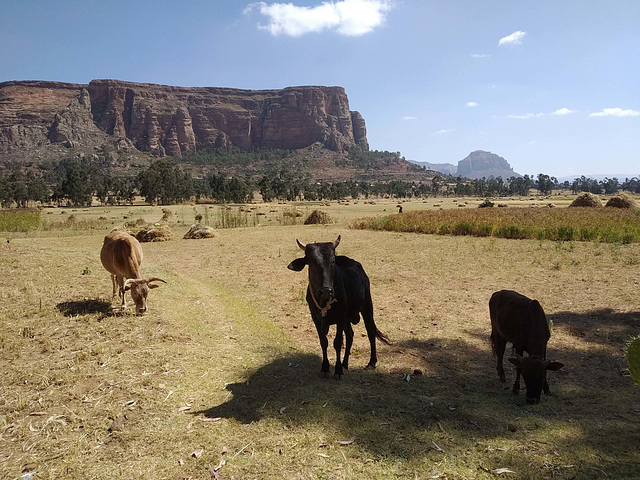 Erar to Shimbrety trek - farms