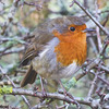 The ever-present Gazebo Robin!