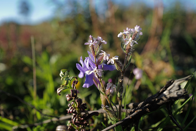 Silene gallica, Erva-de-leite, Caryophyllaceae