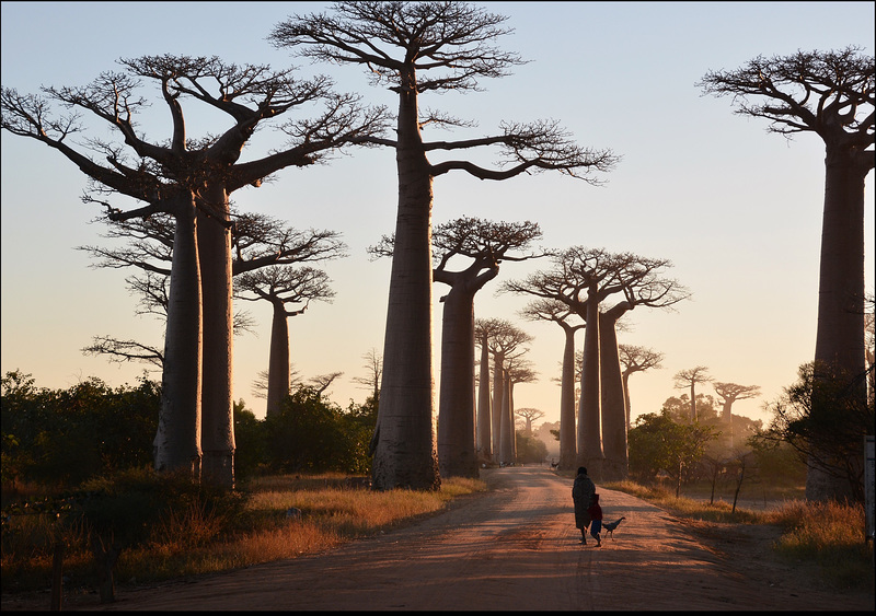 Allée des Baobabs