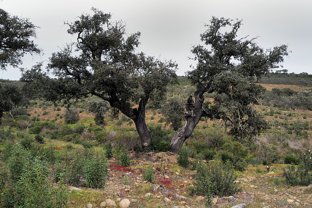 Azinheiras, Quercus ilex