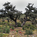 Azinheiras, Quercus ilex