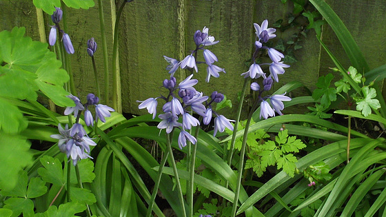 Bluebells against the fence