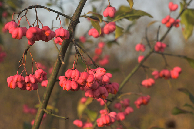 Fruits du Fusain d'Europe