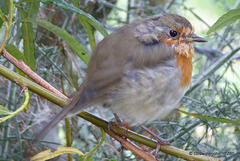 The Deerhide Robin