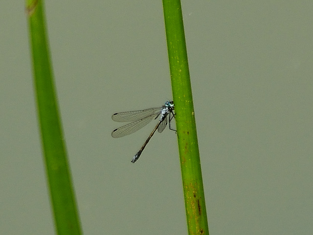 Common Spreadwing m (Lestes sponsa) DSB 1455