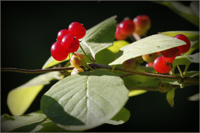 Fruits défendus