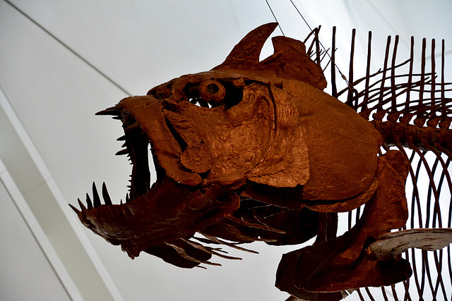 Canada 2016 – Toronto – Royal Ontario Museum – Fish