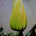 Yellow tulip almost out