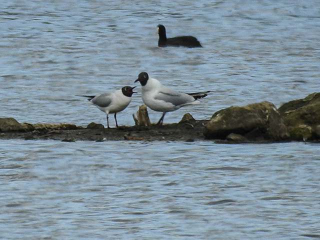 20170406 0322CPw [D~MS] Lachmöwe, Blässhuhn, Rieselfelder, Münster