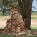 Tarangire, Mound of Termites
