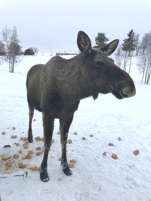pretty moose