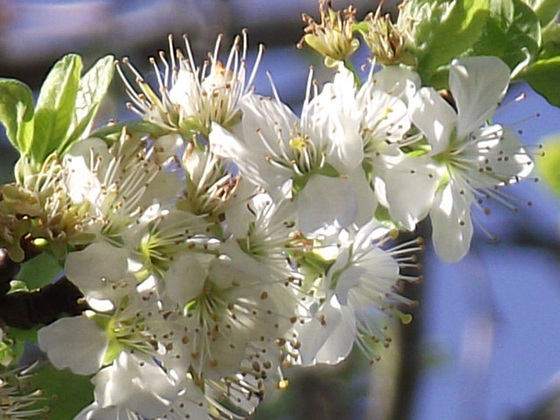 This is the first cherry blossom