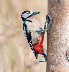 Great spotted woodpecker