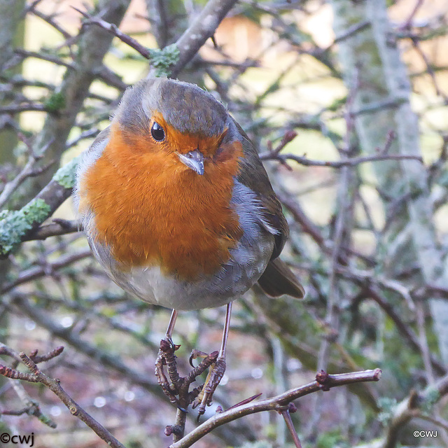 The ever-present Gazebo Robin!