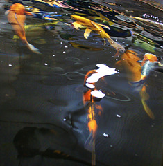 Impressions Of Koi Carp Whooshing Around