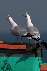 Couple isolating together: after one week.