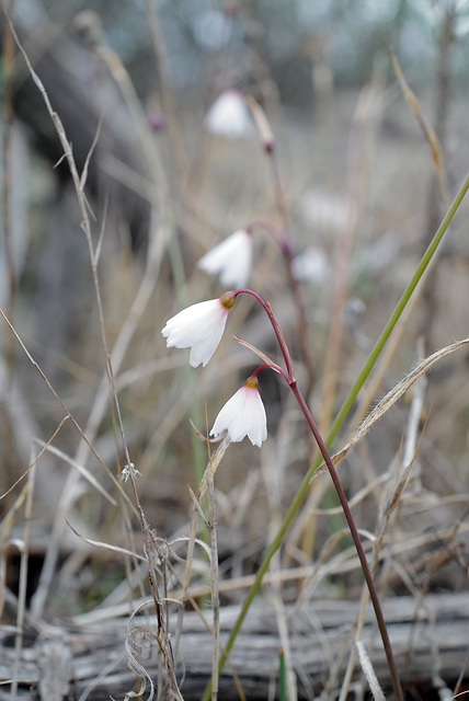 Leucojum autumnale