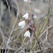 Leucojum autumnale