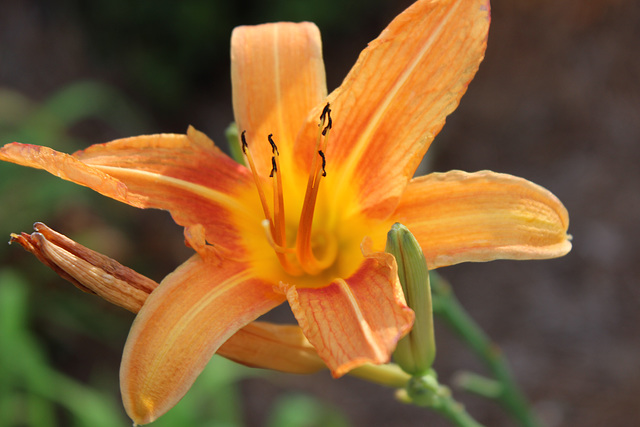 LILLY..   my garden...