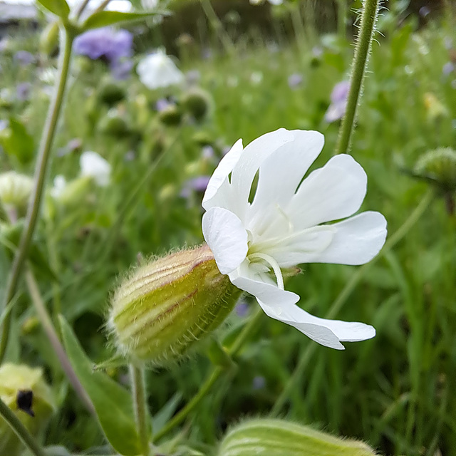 Breitblättrige Lichtnelke (Silene latifolia)