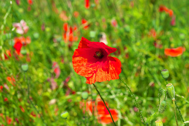 Klatschmohn-Zauber