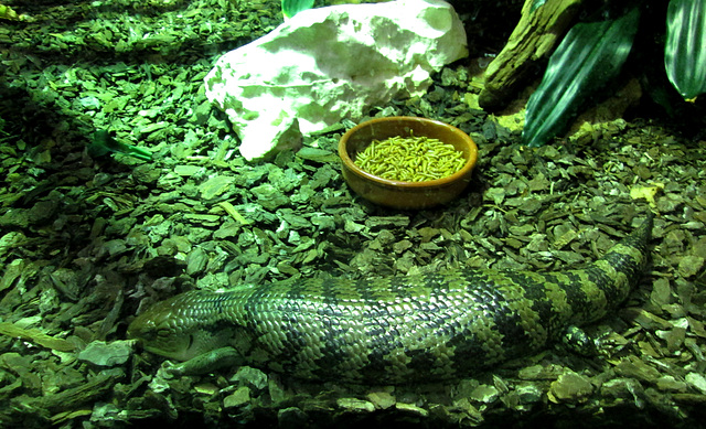 Indonesian blue tongue skink.