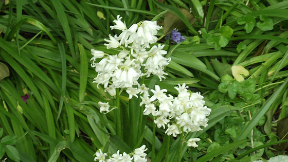 Loads of white bluebells are out