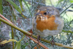 The Deerhide Robin