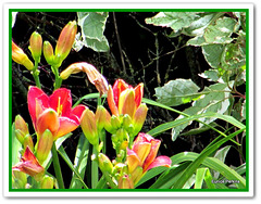 Flowers and Leaves.