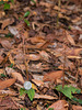 Neottia bifolia (Southern Twayblade orchid)