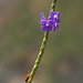 Wildflower and Beetle