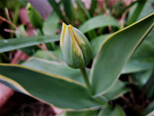 A "parrot" type of yellow/green tulip