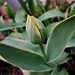 A "parrot" type of yellow/green tulip