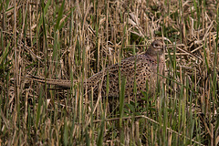 20170406 2745VRTw [D~MS] Fasan (Phasianus colchicus) [w], Rieselfelder, Münster