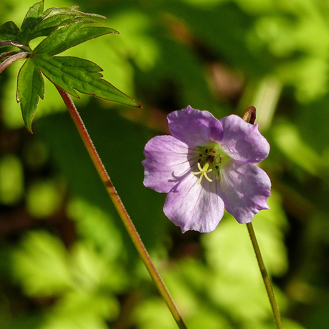 Day 4, unidentified wildflower, Pt Pelee, Ontario