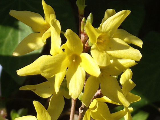 Some forsythia