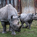 22Black rhino and its youngster