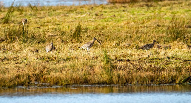 Curlew