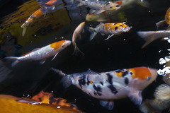 Impressions Of Koi Carp Whooshing Around