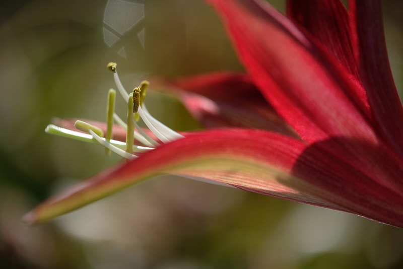 DSCF5979