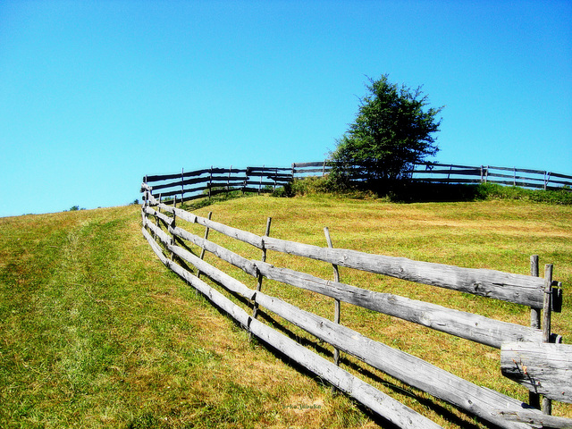 HAPPY FENCE FRIDAY!